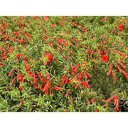 🐦"Hummingbird Carpet"🌸Epilobium garrettii – Rainbow Burst 🌈